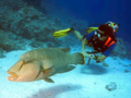"ACUC International Certification Dive Courses" Cienfuegos