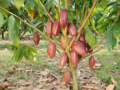 TRAIL OF THE COCOA - CASCADE OF THE DUABA Trekking Tour