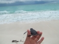 Turtle Nesting and Release Sighting" Tour